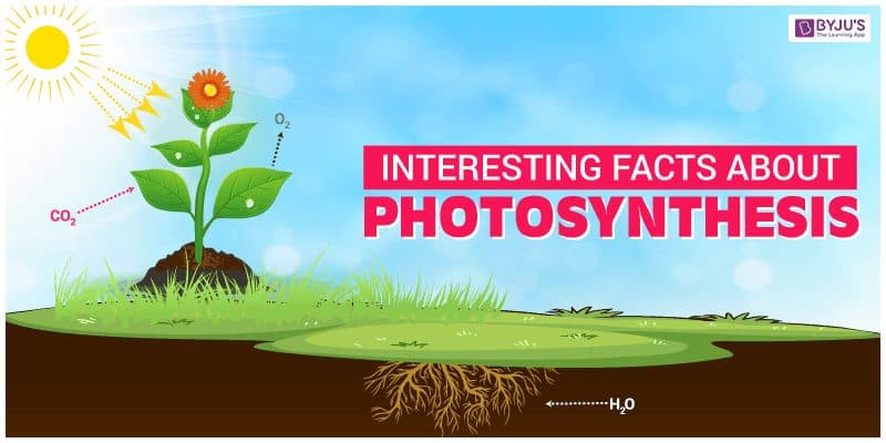 Interesting Facts About Photosynthesis 1